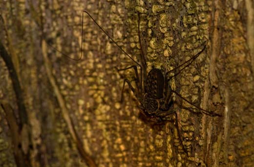 whip-tail scorpion