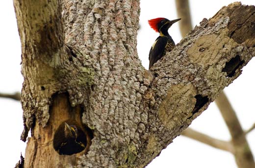 woodpecker and chich