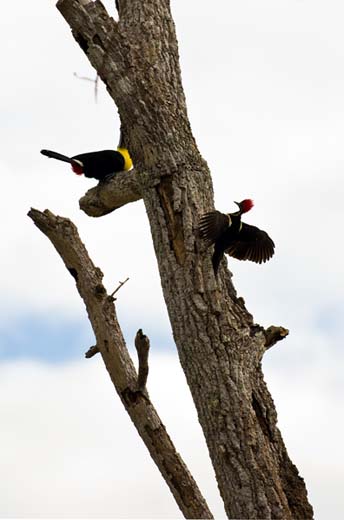 woodpecker and toucan