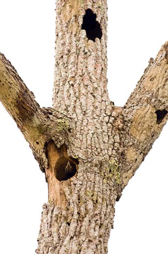 woodpecker chick