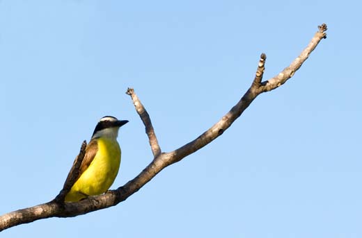 yellow bird