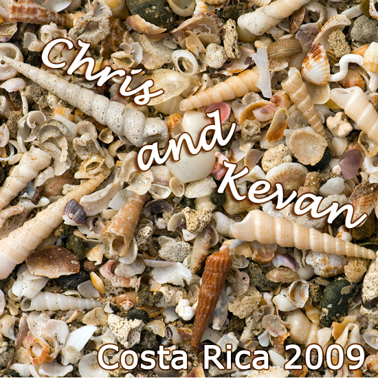 tamarindo shells