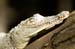Costa-Rica-2009-baby-croc_0537