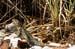 Costa-Rica-2009-beach-iguana_0127
