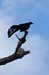 Costa-Rica-2009-black-bird_0255