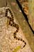 Costa-Rica-2009-coral-snake2_0079