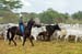 Costa-Rica-2009-cowboy_0246