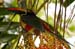 Costa-Rica-2009-fiery-billed-aracari3_0037