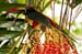 Costa-Rica-2009-fierybilled-aracari_0035