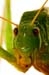 Costa-Rica-2009-grasshopper-head_0164