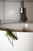 Costa-Rica-2009-grasshopper-in-sink_0348