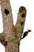 Costa-Rica-2009-lineated-woodpecker_0289