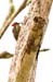 Costa-Rica-2009-lineated-woodpecker_0301