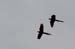 Costa-Rica-2009-macaws-in-flight_0260