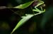 Costa-Rica-2009-mantis1_0110