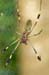 Costa-Rica-2009-orb-spider-2_0121