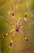 Costa-Rica-2009-orb-spider_0125