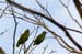Costa-Rica-2009-parrots_0259