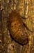 Costa-Rica-2009-rare-cockroach_0083