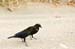 Costa-Rica-2009-red-eyed-blackbird_0274