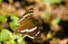 Costa-Rica-2009-rincon-butterfly_0413