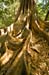 Costa-Rica-2009-rincon-buttress-tree_0442