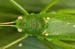 Costa-Rica-2009-room-grasshopper_0333