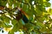 Costa-Rica-2009-scarlet-macaw_0195
