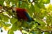 Costa-Rica-2009-scarlet-macaw_0196