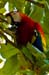 Costa-Rica-2009-scarlet-macaw_0198