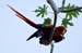 Costa-Rica-2009-scarlet-macaw_0226
