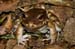 Costa-Rica-2009-smokey-frog2-101