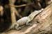 Costa-Rica-2009-tamarindo-baby-croc_0521