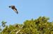 Costa-Rica-2009-tamarindo-osprey_0508