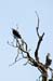 Costa-Rica-2009-tamarindo-osprey_0513