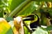 Costa-Rica-2009-toucan_0311