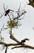 Costa-Rica-2009-toucans-pair_0284