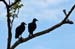 Costa-Rica-2009-vultures_0249