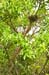 Costa-Rica-2009-wasp-nest_0302