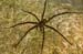 Costa-Rica-2009-water-spider_0104