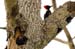 Costa-Rica-2009-woodpecker-and-chick_0296