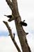 Costa-Rica-2009-woodpecker-and-toucan_0285