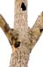 Costa-Rica-2009-woodpecker-chick_0265